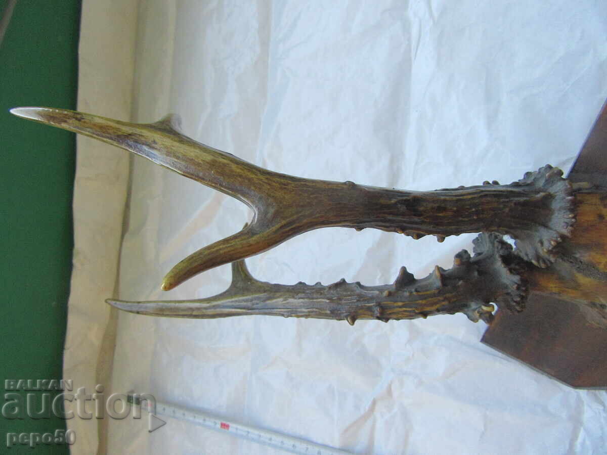 Delivery of Deer Antlers - Early Socialist Era