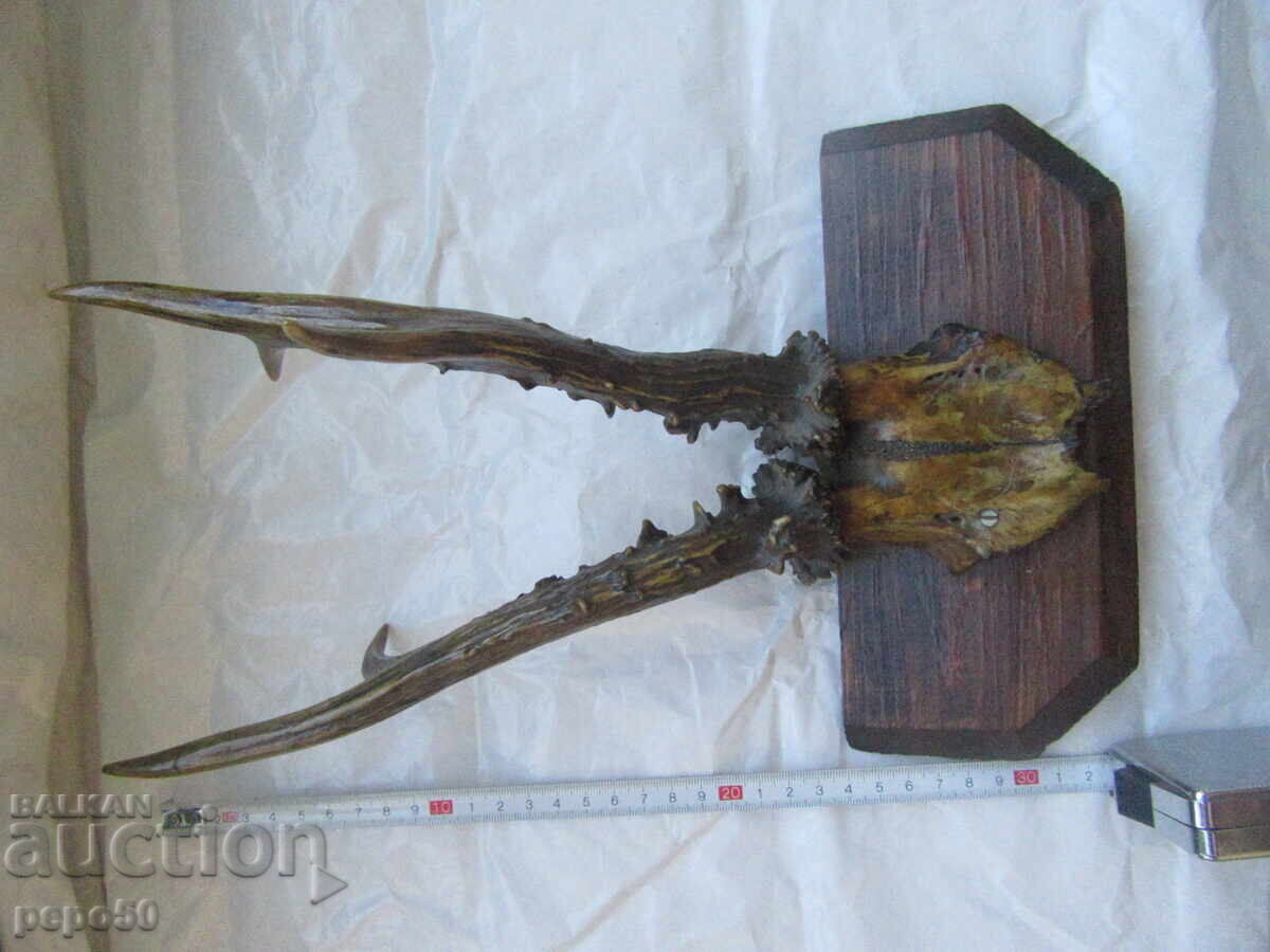 Deer Antlers - Early Socialist Era - 5