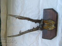 COARNE DE CERB - SOCIALISM TIMPURIU