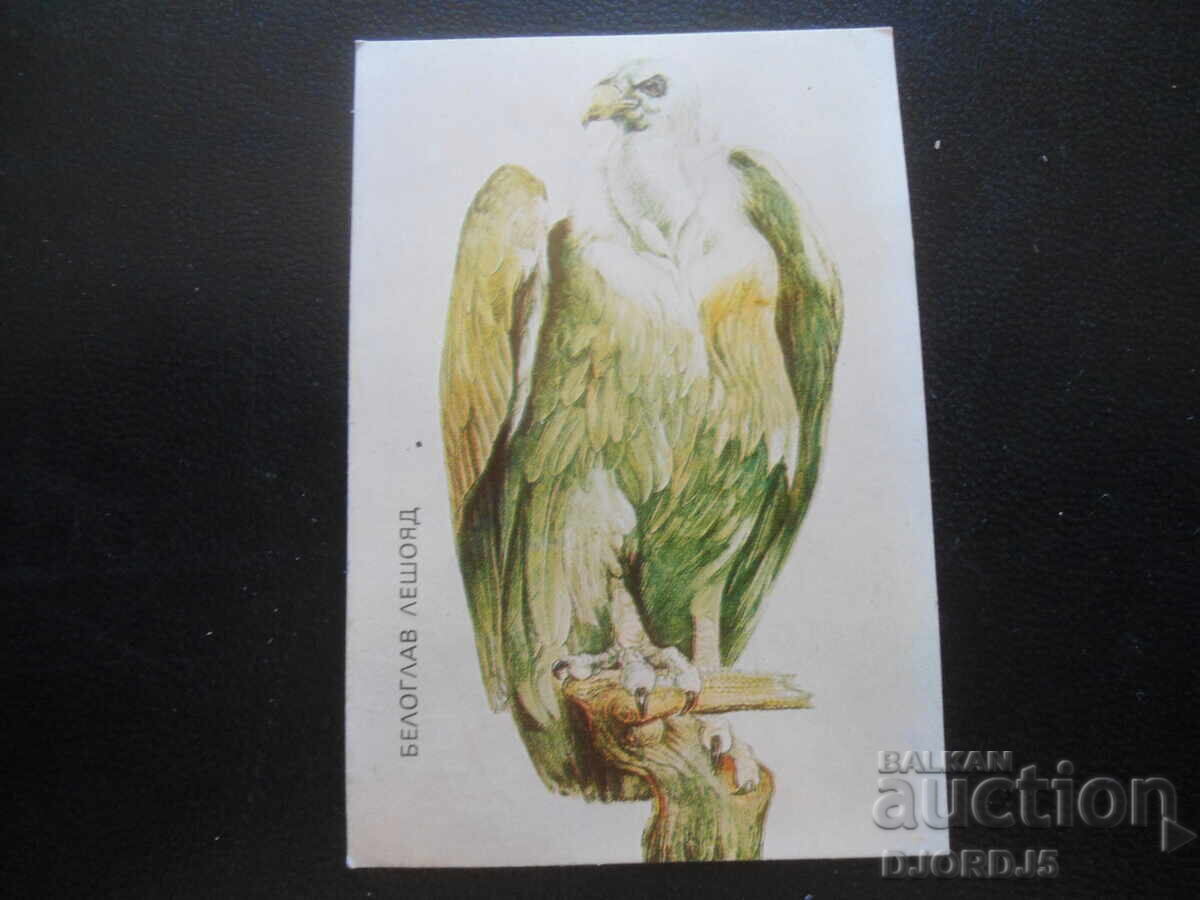 Old Bulgarian Calendar, 1985, Griffon Vulture