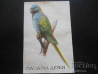 Старо българско календарче, 1990 г., Папагал Дерби
