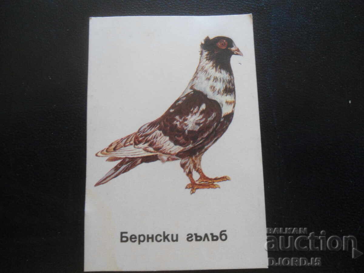 Παλιό βουλγαρικό ημερολόγιο, 1991, Βερνικός περιστέρι