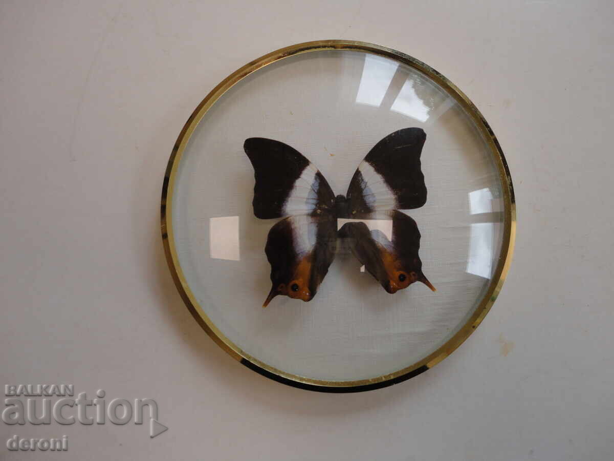 Страхотна арт картина пеперуда хербарий 5 с цена 20.00 лв. | € 10.23 Страхотна арт картина пеперуда хербарий 5 с цена 20.00 лв. | € 10.23