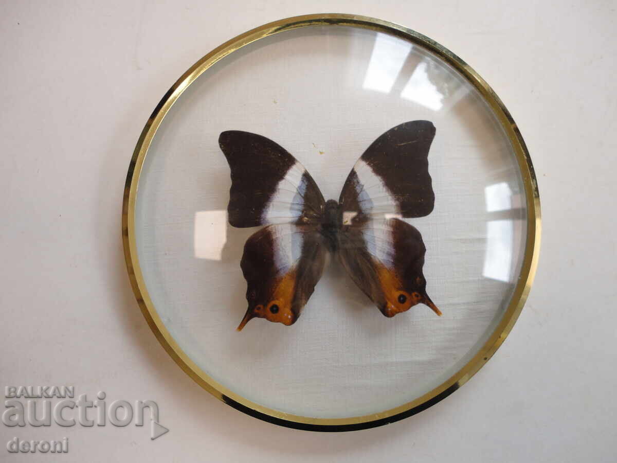 Страхотна арт картина пеперуда хербарий 5 - 5 Страхотна арт картина пеперуда хербарий 5 - 5