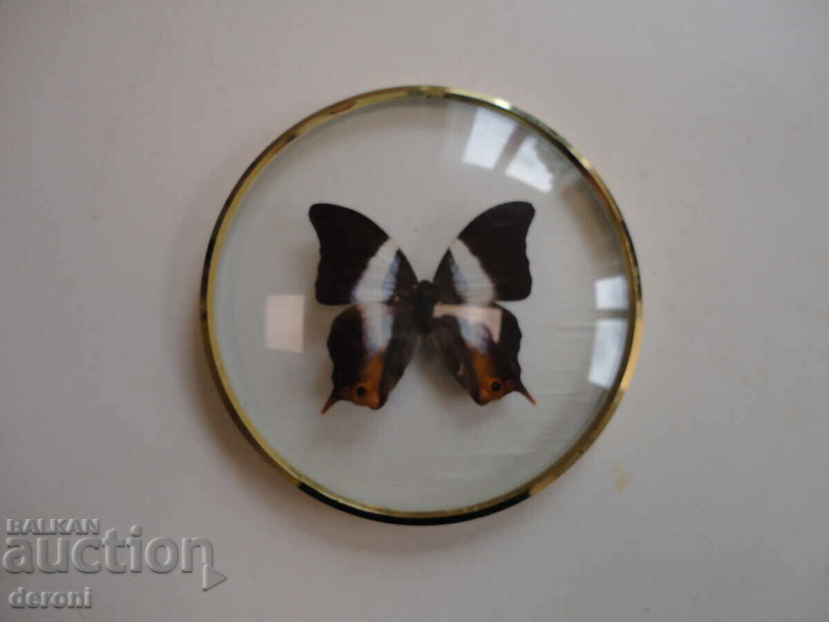 Страхотна арт картина пеперуда хербарий 5 Страхотна арт картина пеперуда хербарий 5