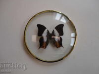 Страхотна арт картина пеперуда хербарий 5