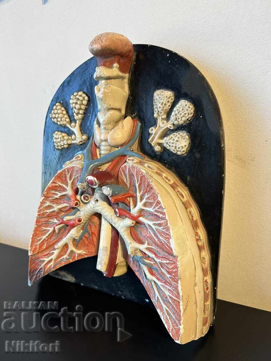 Social Anatomical Model of the Respiratory System with price € 135.00 | 264.04 BGN Social Anatomical Model of the Respiratory System with price € 135.00 | 264.04 BGN