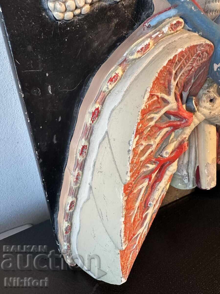 Auction  Social Anatomical Model of the Respiratory System