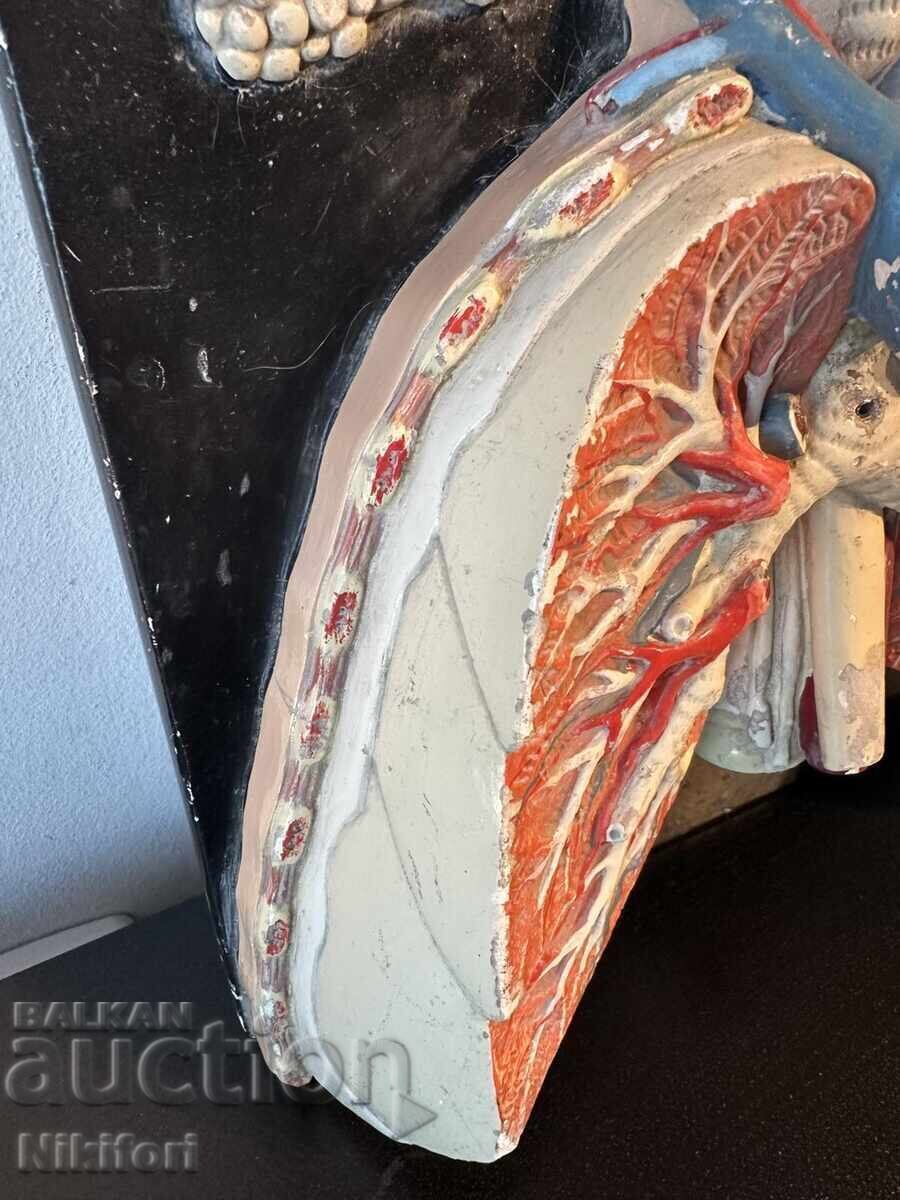 Auction Social Anatomical Model of the Respiratory System Auction Social Anatomical Model of the Respiratory System