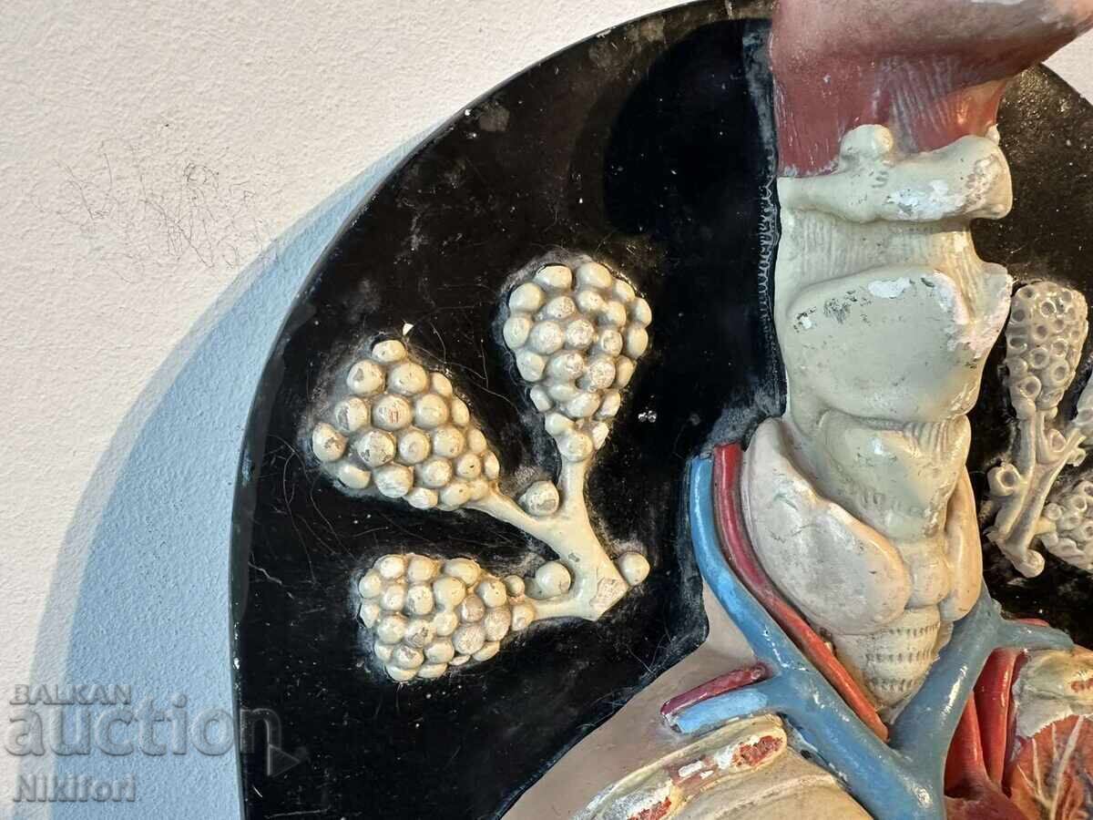 Delivery of Social Anatomical Model of the Respiratory System Delivery of Social Anatomical Model of the Respiratory System