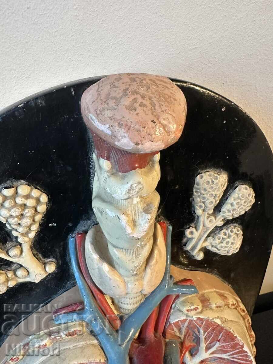 Social Anatomical Model of the Respiratory System - 5