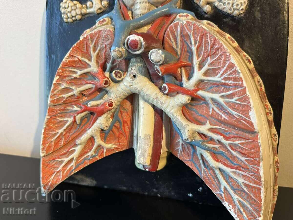 Social Anatomical Model of the Respiratory System - 7