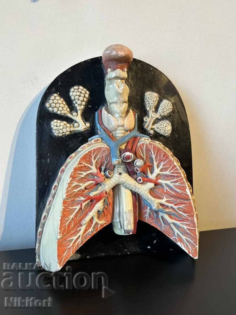 Social Anatomical Model of the Respiratory System