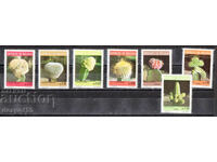 1973. Боливия. Кактуси.