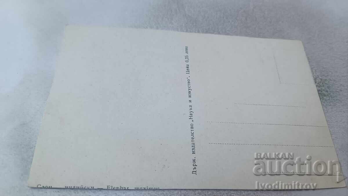 Пощенска картичка Индийски слон с цена 0.85 лв. | € 0.43 Пощенска картичка Индийски слон с цена 0.85 лв. | € 0.43