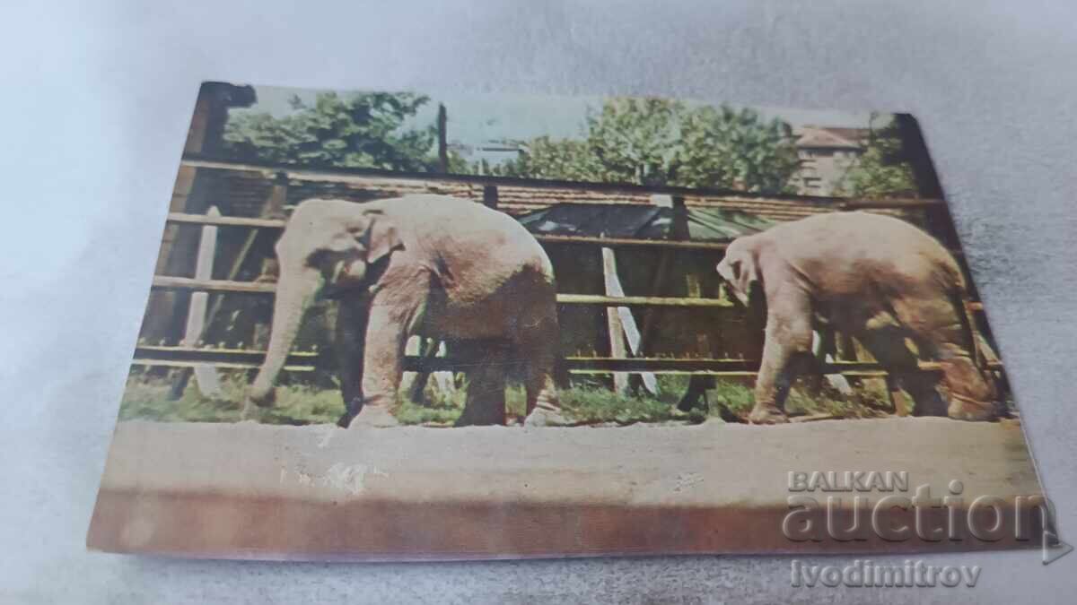 Пощенска картичка Индийски слон Пощенска картичка Индийски слон