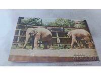 Пощенска картичка Индийски слон