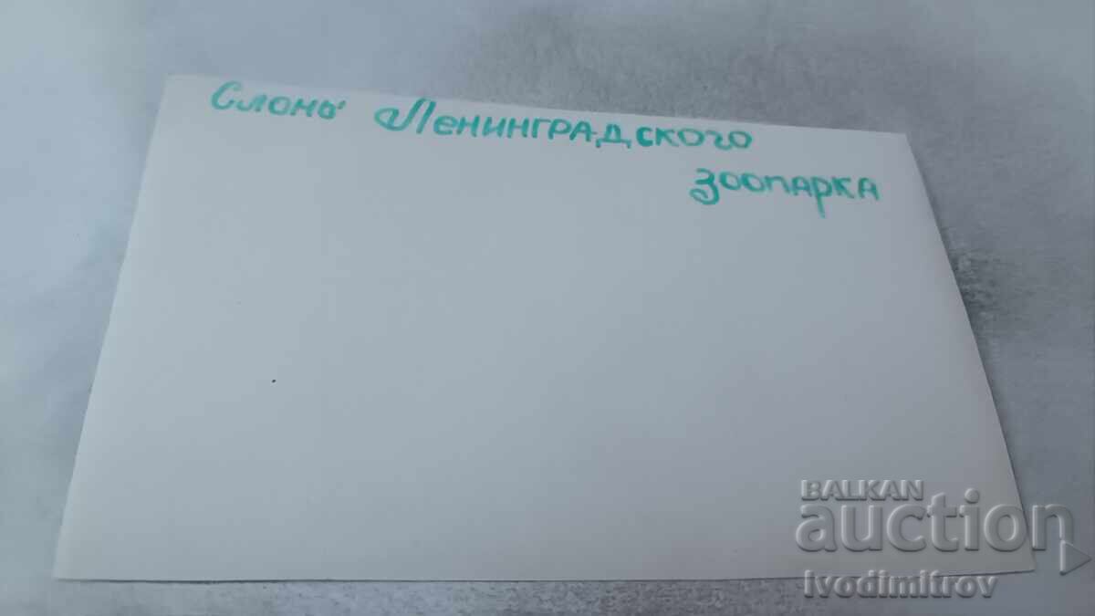 Пощенска картичка Слонь Ленинградского зоопарка с цена 0.95 лв. | € 0.49