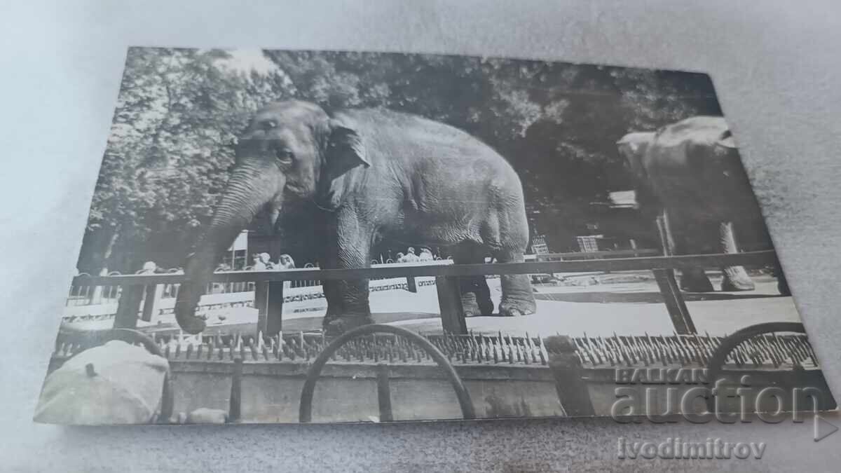 Пощенска картичка Слонь Ленинградского зоопарка