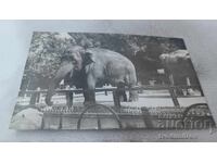 Пощенска картичка Слонь Ленинградского зоопарка