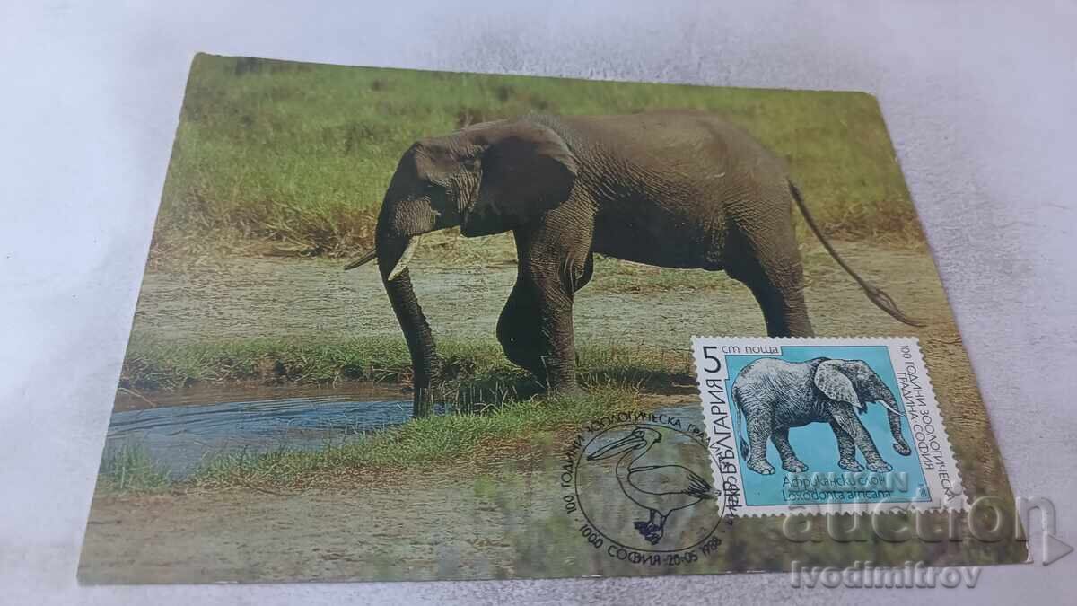 Ταχυδρομική κάρτα 100 γρ. Ζωολογικός κήπος Σόφιας 1988