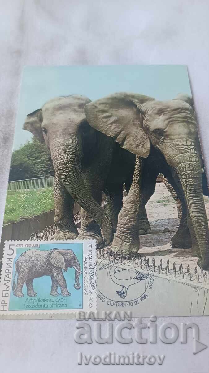 Postcard Katowice - Chorzów Two Elephants