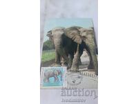 Carte poștală Katowice - Chorzów Doi elefanți