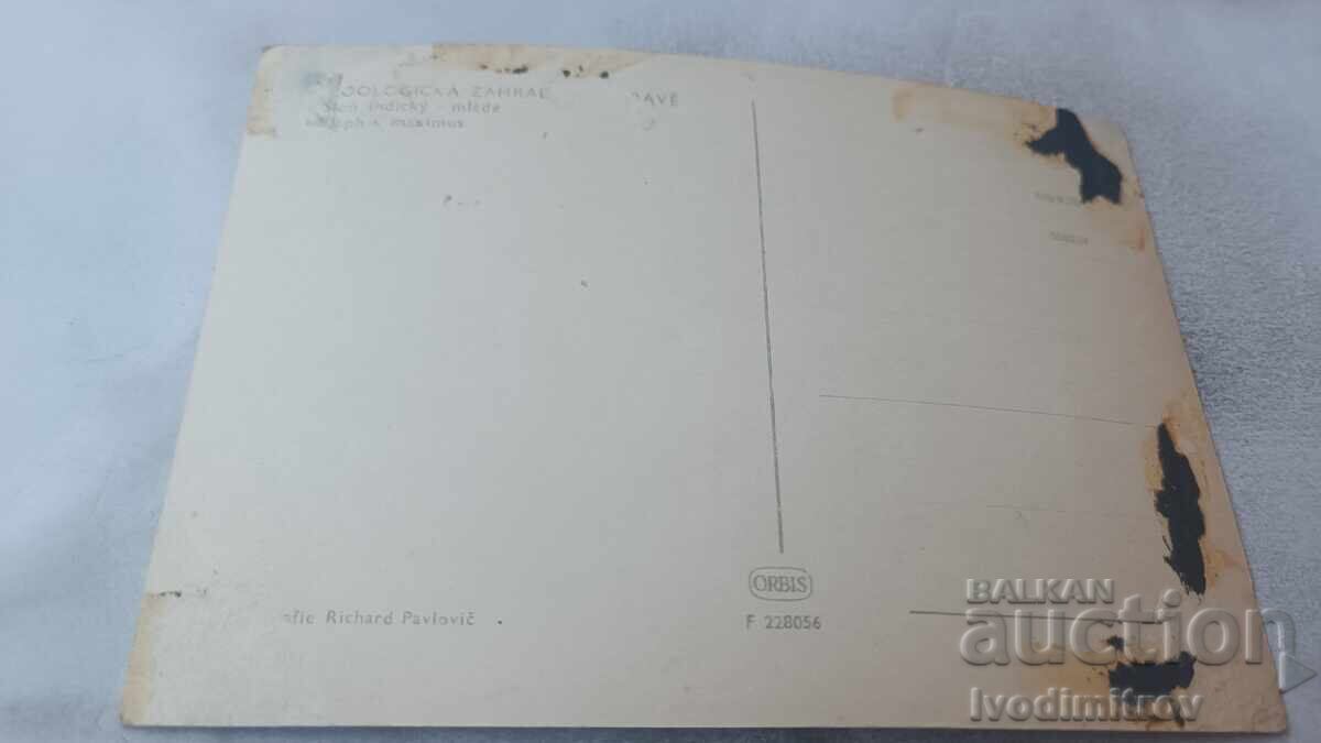 Ταχυδρομική κάρτα Elephan Maximus με τιμή 0.95 BGN | € 0.49