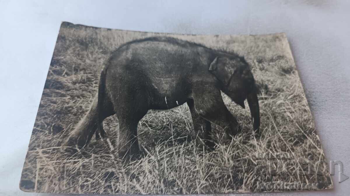 Ταχυδρομική κάρτα Elephan Maximus
