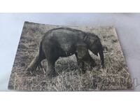 Postcard Elephan Maximus