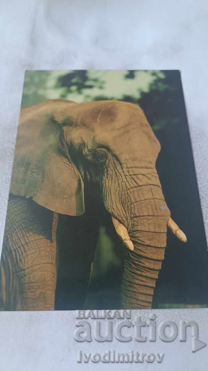 Carte poștală Elefant African Carte poștală Elefant African
