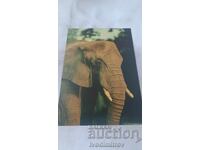 Carte poștală Elefant African