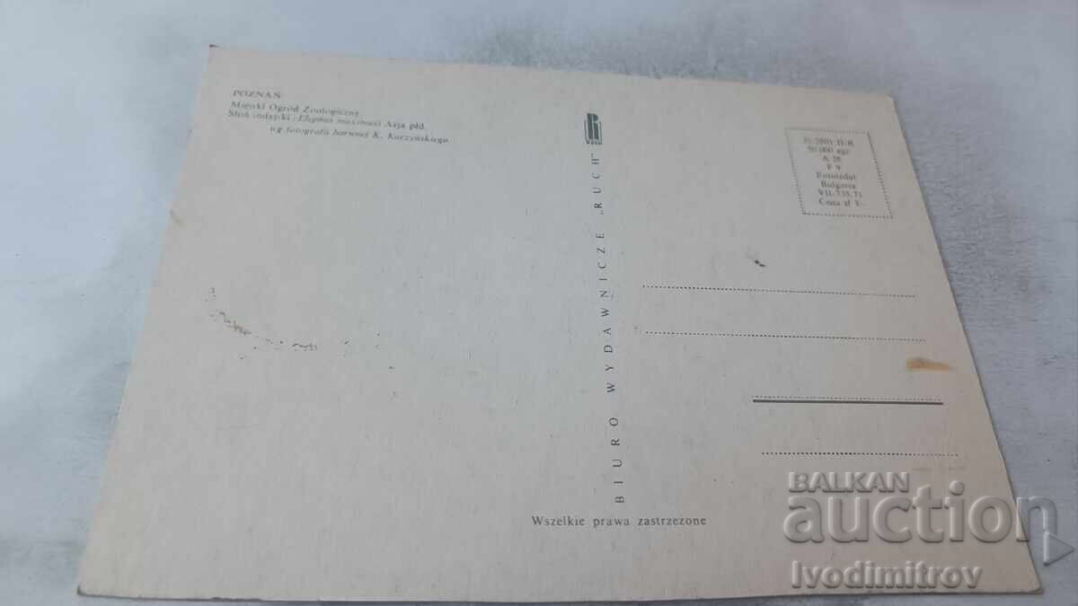 Пощенска картичка Poznan Elephas Maximus с цена 0.95 лв. | € 0.49