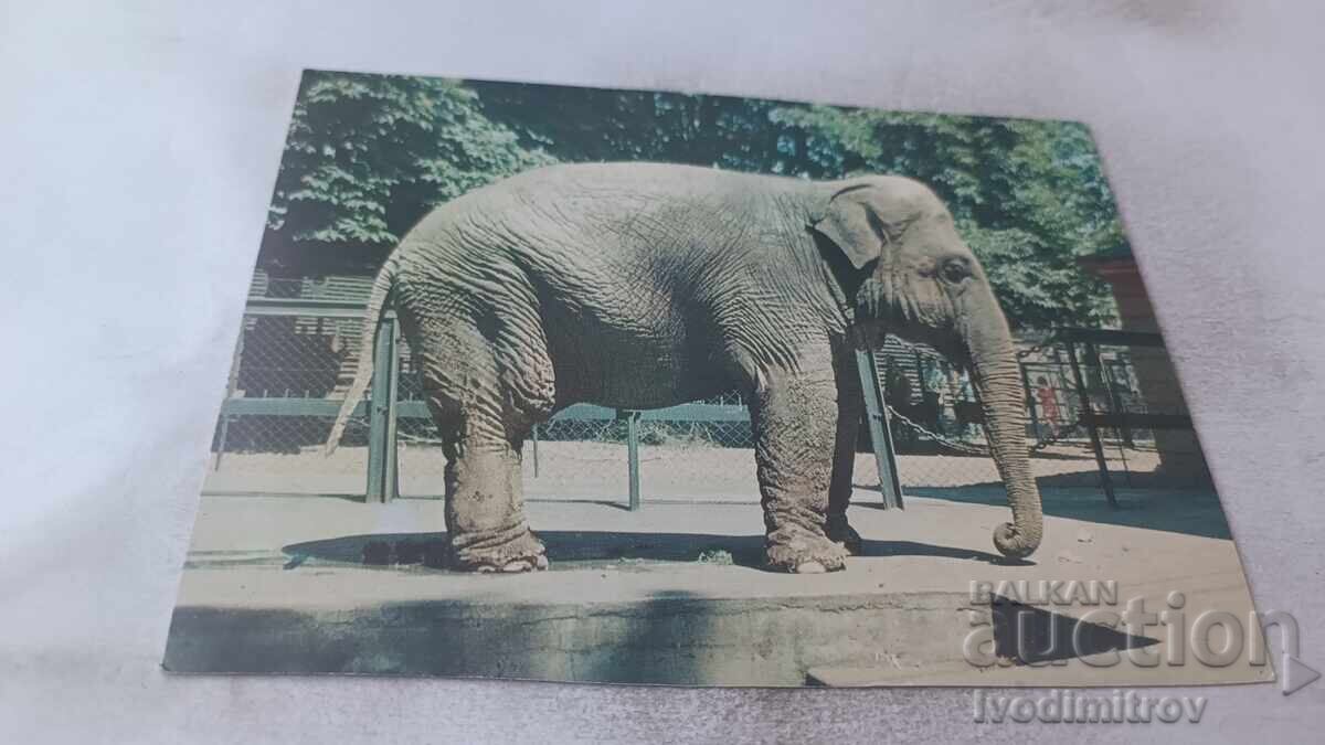 Пощенска картичка Poznan Elephas Maximus