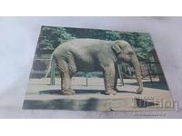 Carte poștală Poznan Elephas Maximus