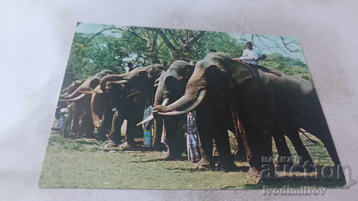 Cartolină poștală Sri Lanka