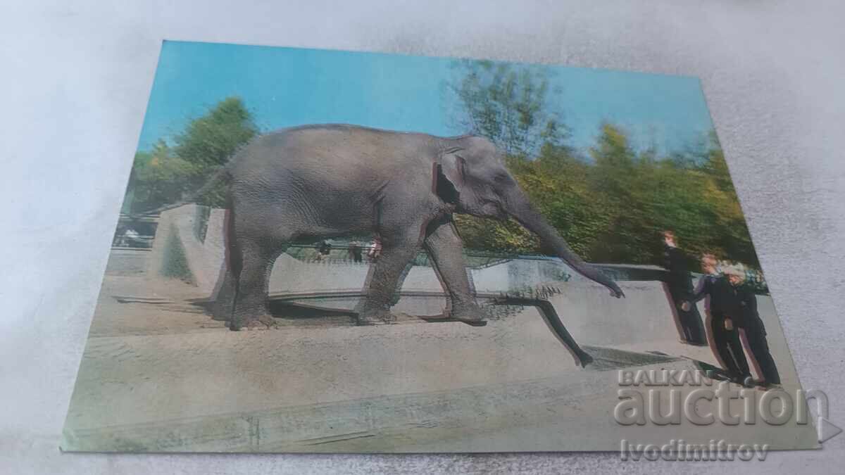 Пощенска картичка Warzawa Elephas Maximus