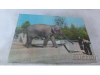 Postcard: Warzawa Elephas Maximus