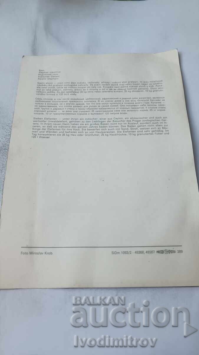 Пощенска картичка Slon с цена 0.95 лв. | € 0.49 Пощенска картичка Slon с цена 0.95 лв. | € 0.49