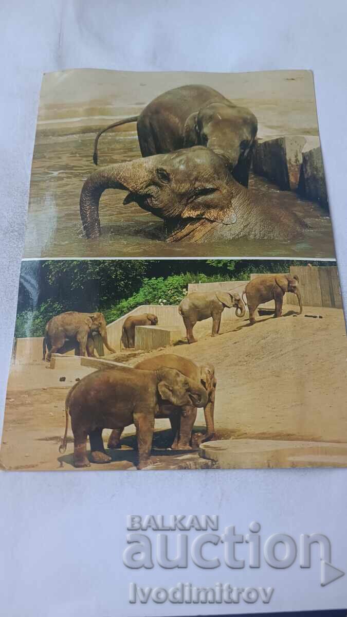 Пощенска картичка Slon Пощенска картичка Slon