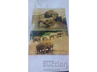 Пощенска картичка Slon