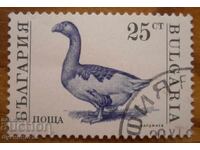 Bŭlgariya blok σειρά "Οικόσιτα ζώα" 1991