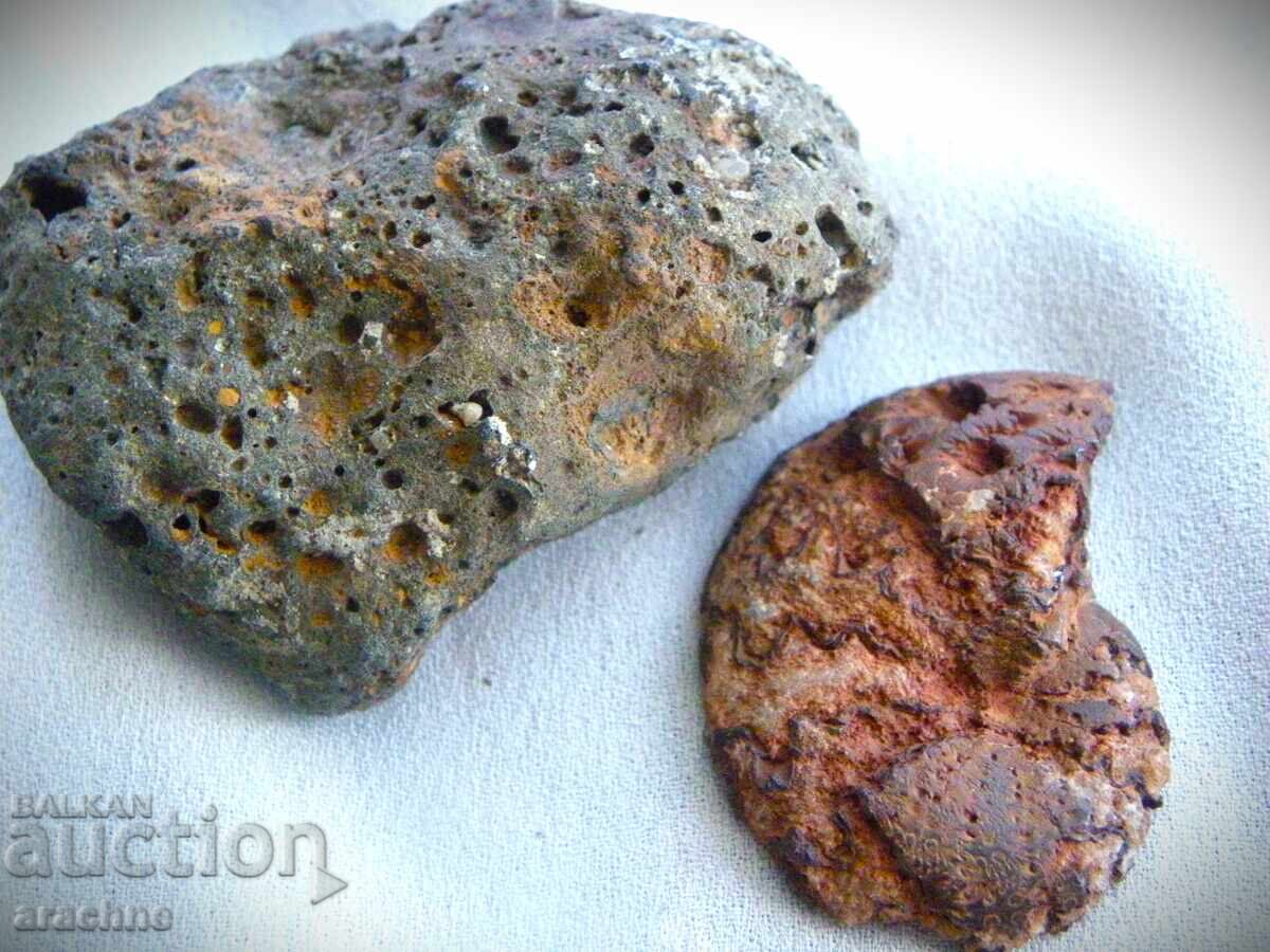 Auction  Meteorite and Ammonite from Morocco