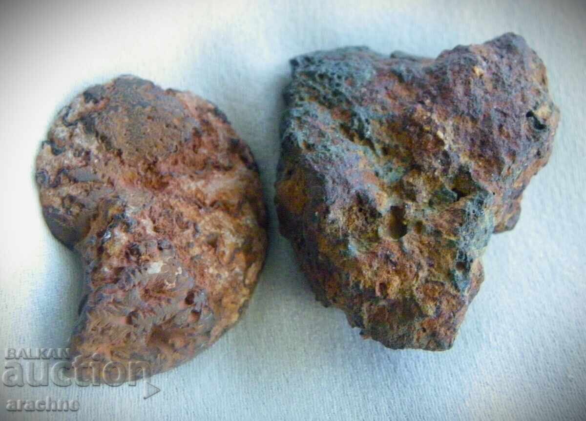 Auction  Meteorite and Ammonite from Morocco