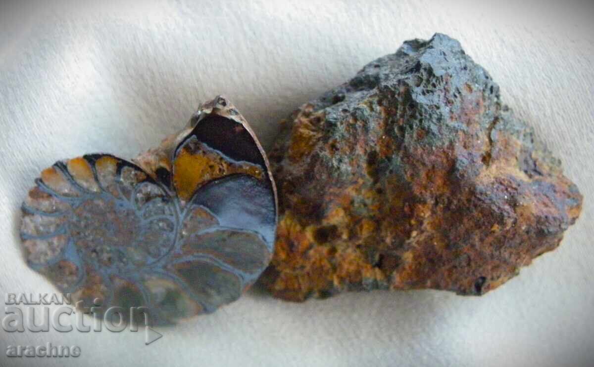 Delivery of Meteorite and Ammonite from Morocco
