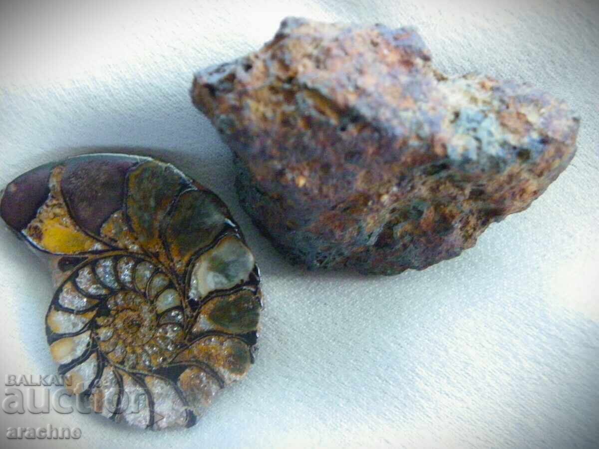 Meteorite and Ammonite from Morocco - 6