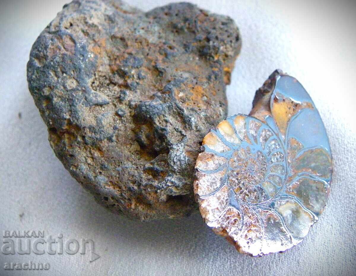 Meteorite and Ammonite from Morocco