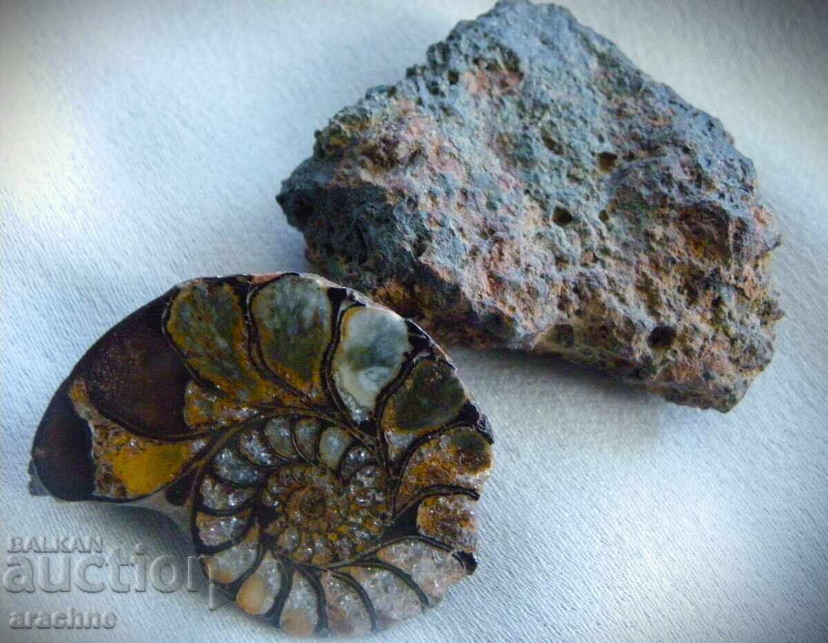 Meteorite and Ammonite from Morocco