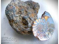 Meteorit și amonit din Maroc
