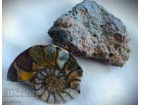 Метеорит и амонит от Мароко